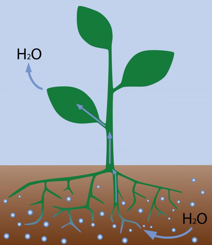 A plant absorbing water, which is part of the water cycle.