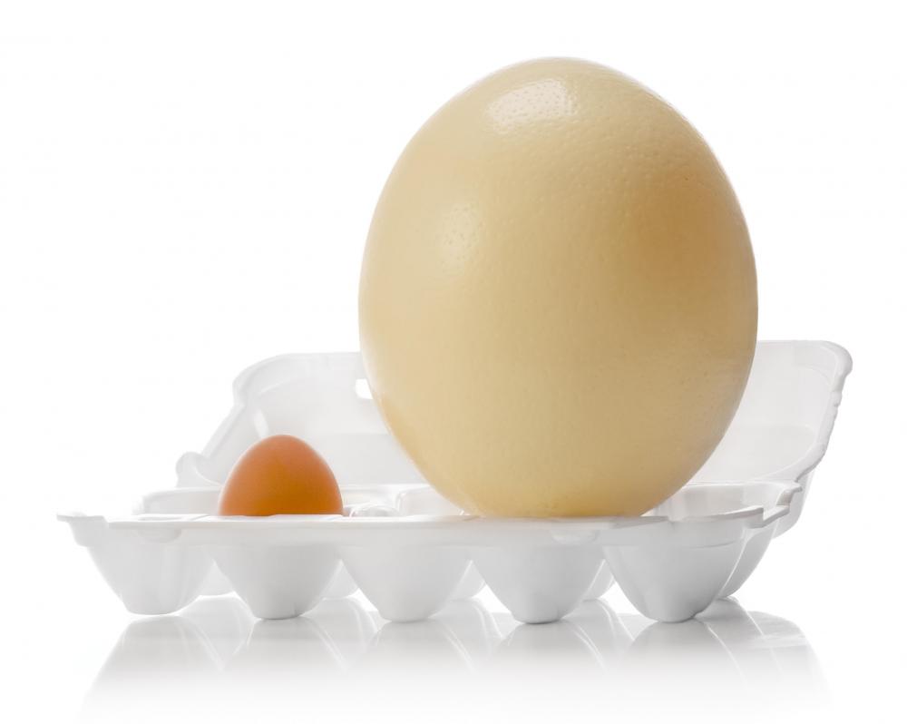 Ostriches lay the largest eggs of any bird species.