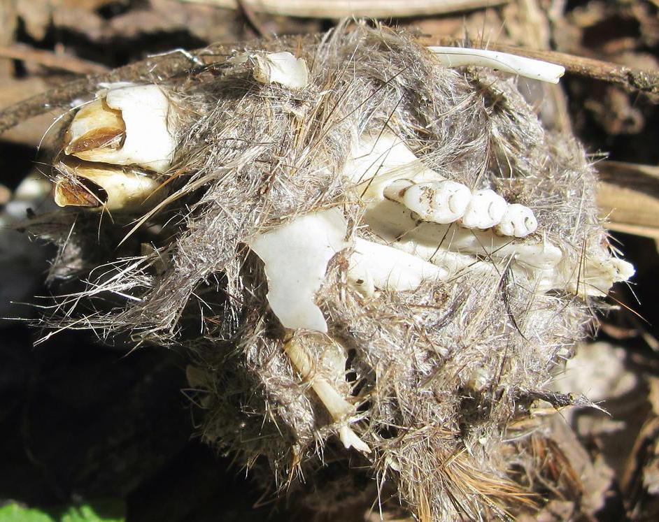 Owl pellets have hair and bone remnants.