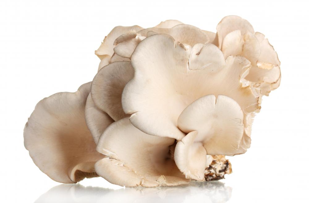 Oyster mushrooms.