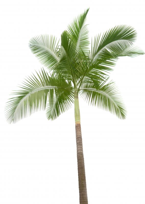 A palm tree.