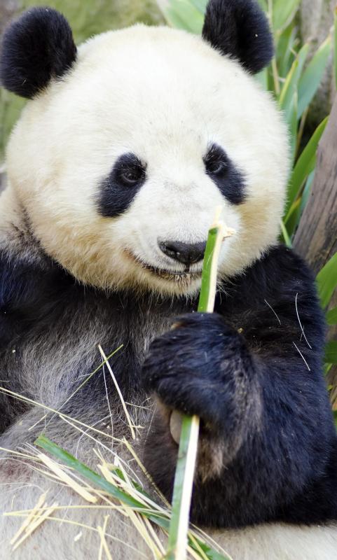 Pandas are often called an umbrella species.