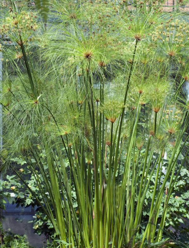 Papyrus plants were once used to make paper.