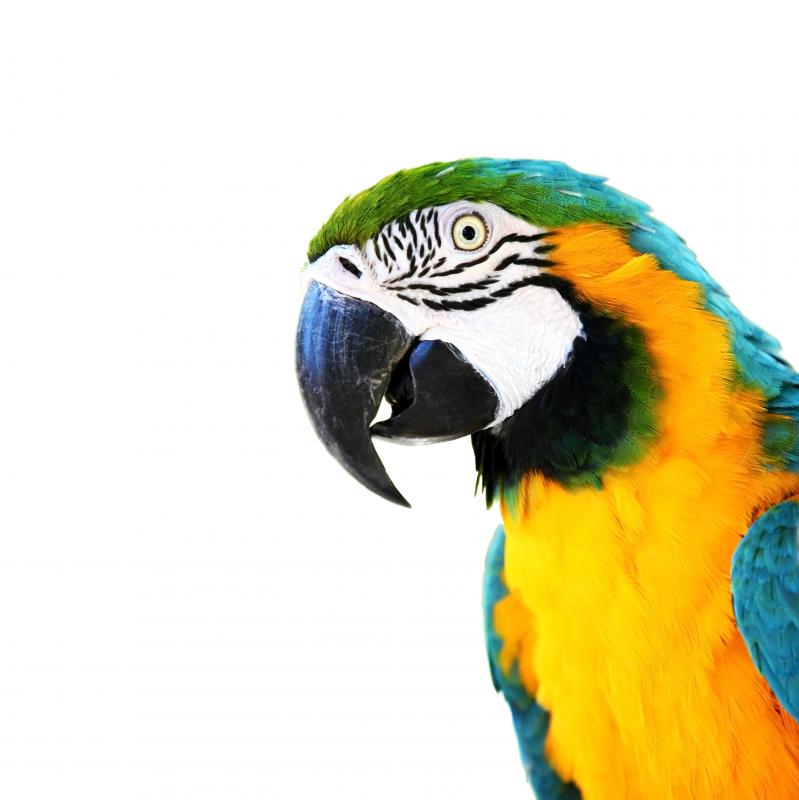 Parrots -- even wild ones -- are social birds.