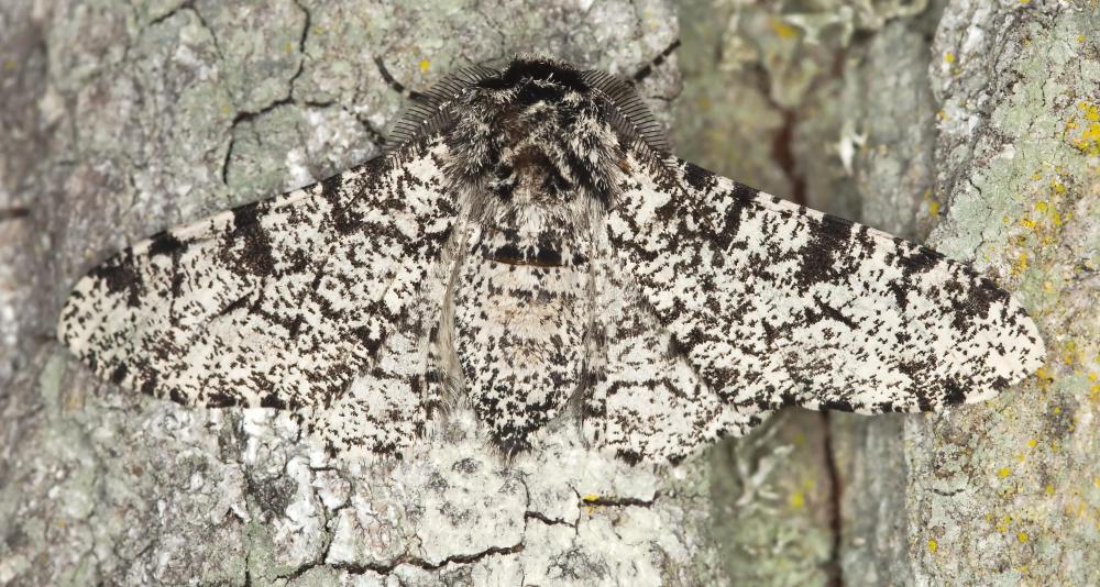 Moths are considered an invasive species.