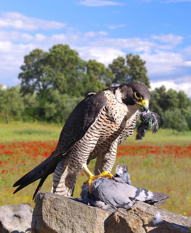 Peregrine falcons often capture other birds in flight.