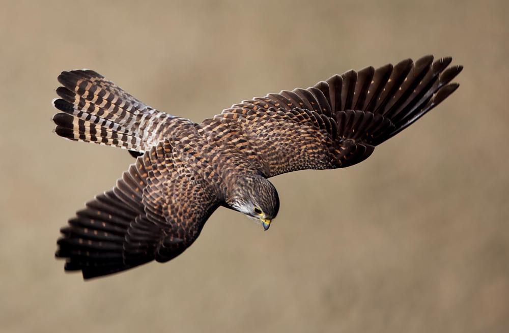 Peregrine falcons prey on dunlin.
