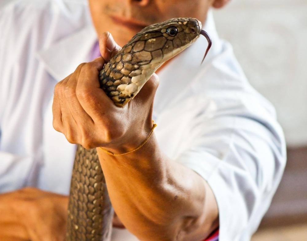 The cobra, a type of asp, is mostly found in Asia and Africa.