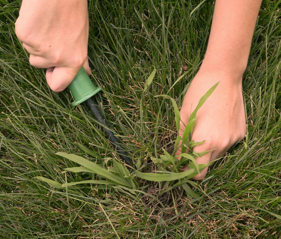 Crabgrass is a warm-season weed that can overtake a lawn or garden extremely quickly.