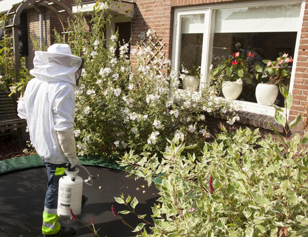 Professional pest control should be considered for repetitive cases of bedbugs.
