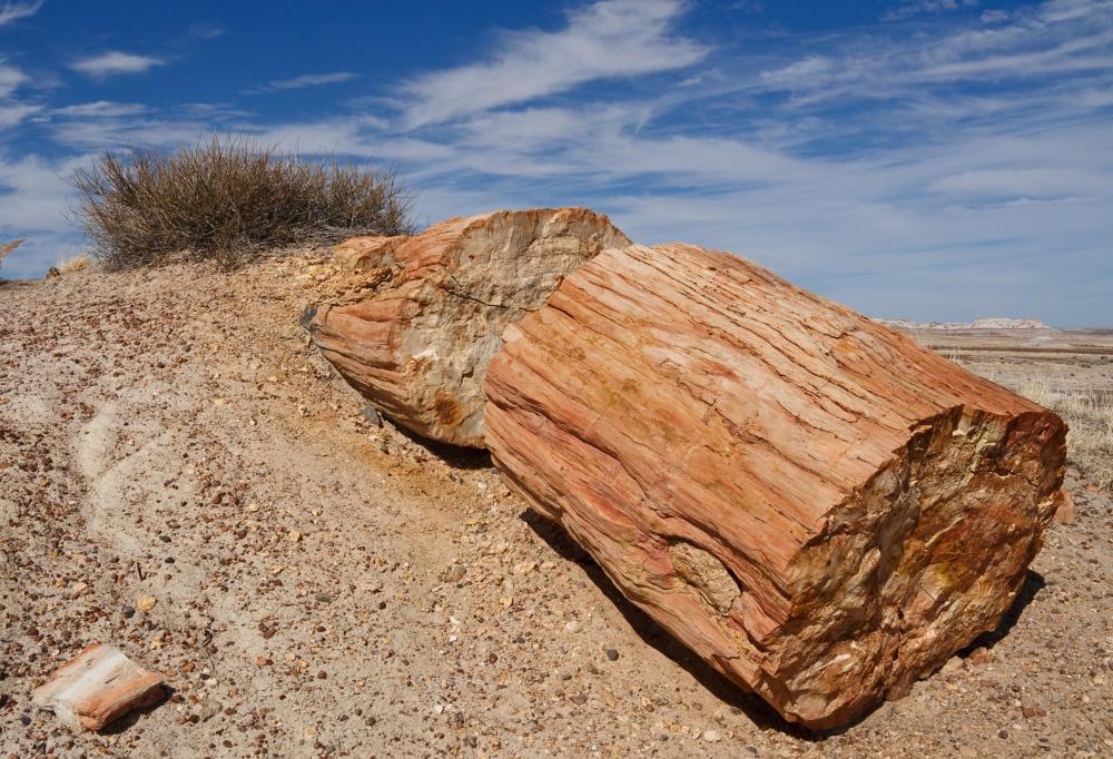 During wood petrification, cellulose and living tissue are replaced by minerals.