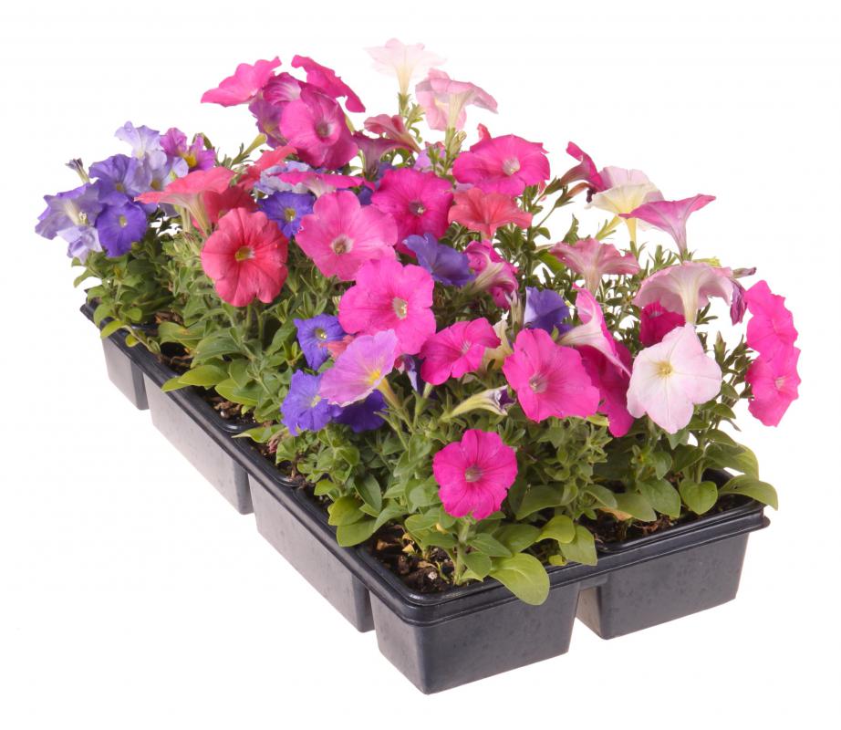 Nurseries sell plants to gardeners and landscapers.