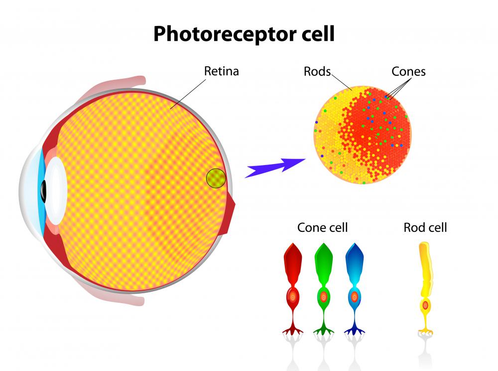 In humans, rods and cones in the retina detect light and color.