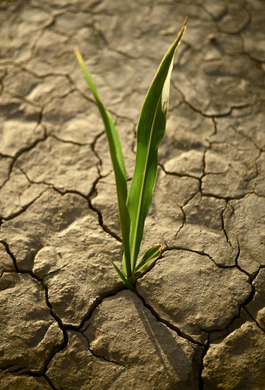 Drought causes severe damage to crops.