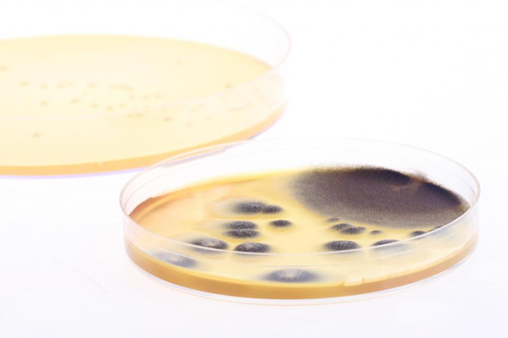 Alexander Fleming accidentally discovered Penicillin from a culture of Penicillium.