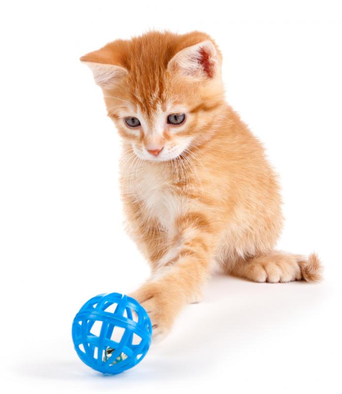 Cats enjoy toys that mimic the action of something they might chase.