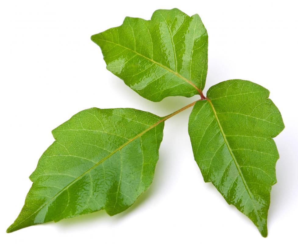 Poison ivy.