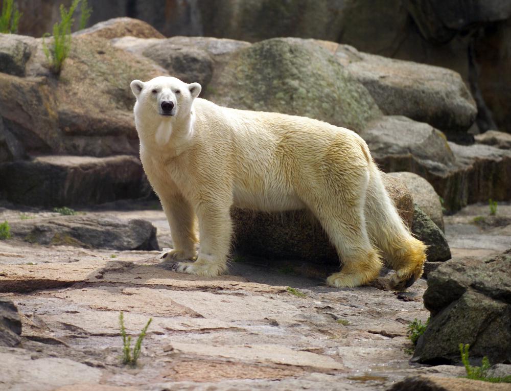 The AZA is a zoo accreditation organization.