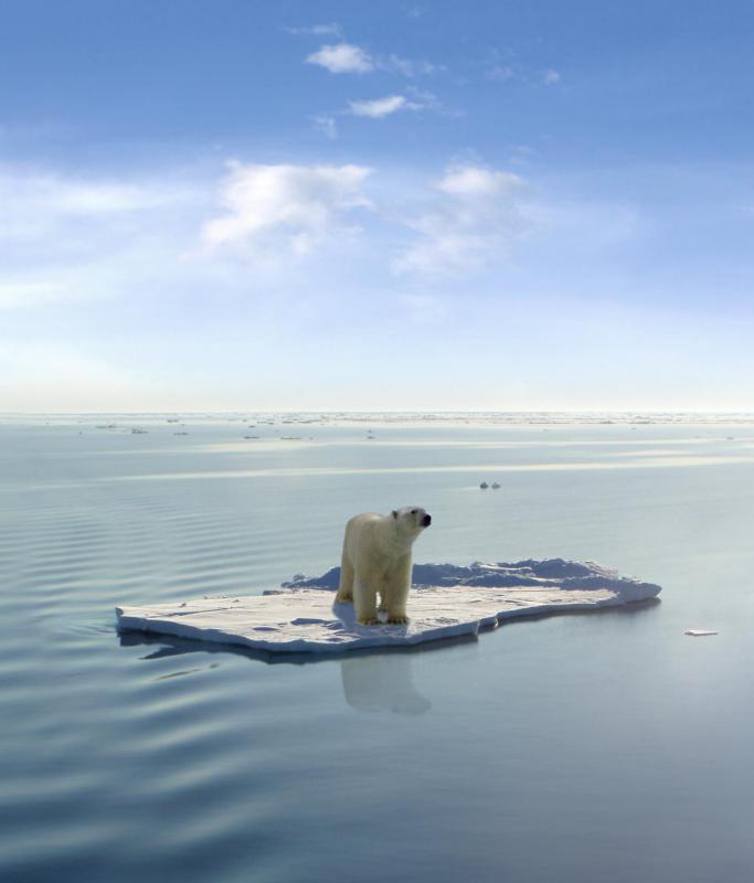 Saving the polar bear, and their habitat, may depend on finding more environmentally-friendly energy sources.