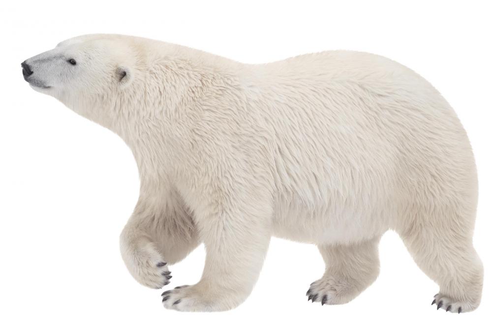 A polar bear's fur and blubber help it to keep warm.