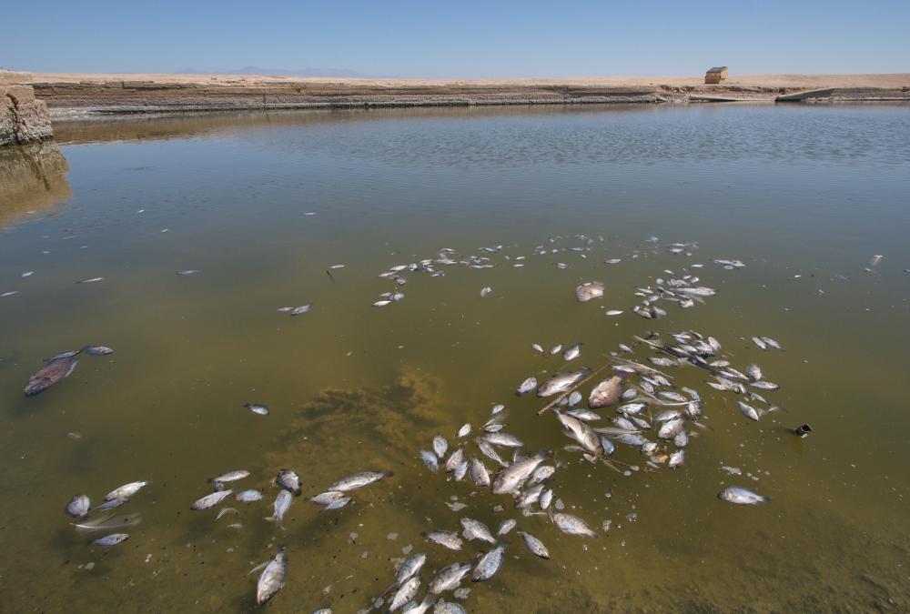 Waters directly behind dams tend to collect pollutants and have poor oxygenation levels, which can drastically impact fish populations.