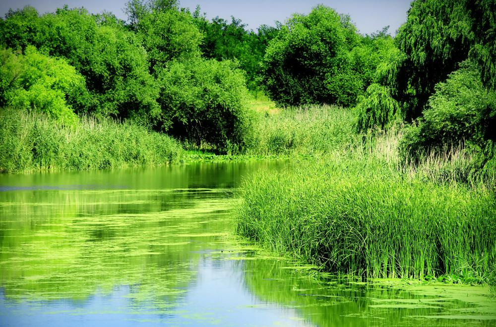 Golden shiners may be found in ponds.