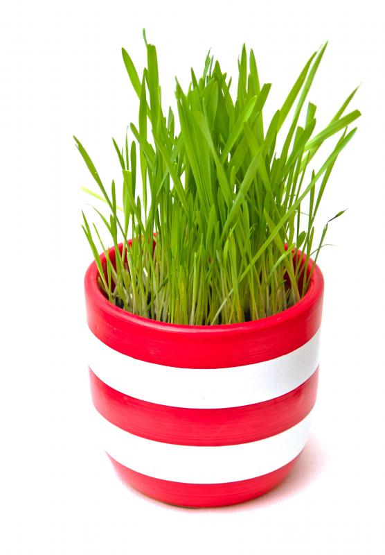 Cat owners can plant their own cat grass in a container.