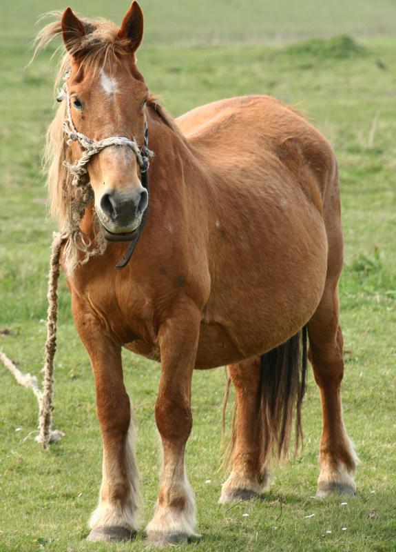 Complications can occur if a mare becomes pregnant while still nursing a previous foal.