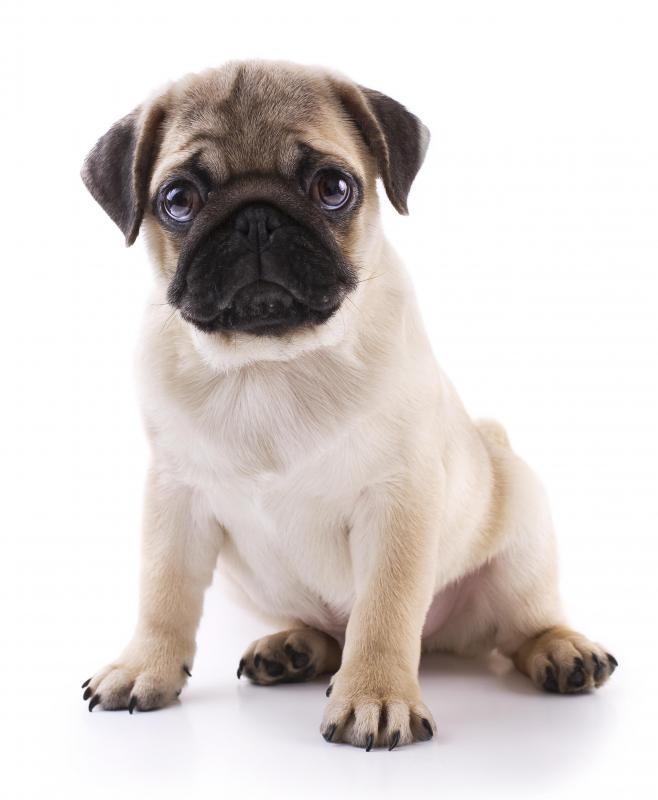 Pugs are known for being very good with people.