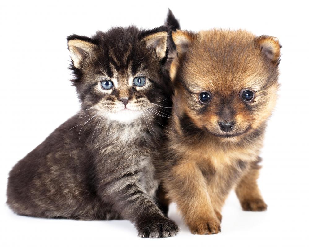 Puppy and kitten.