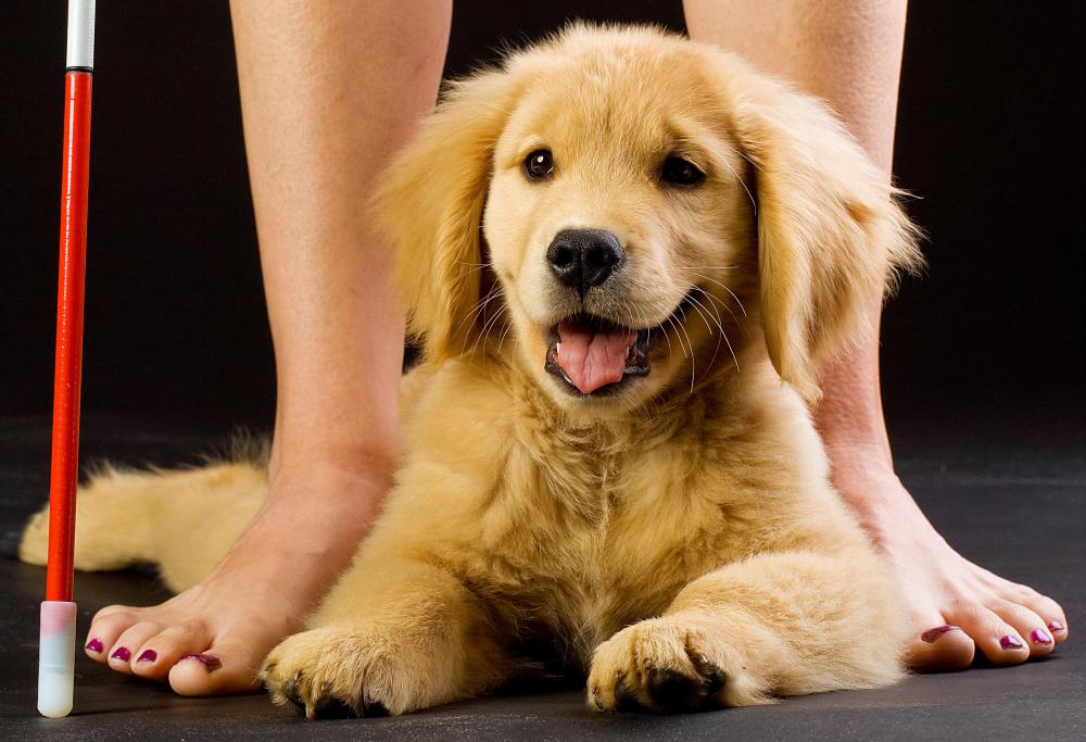 The process of training a guide dog begins when the animal is a puppy.