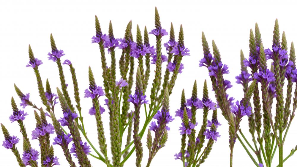 Herbs like vervain can help relieve anxiety in horses.