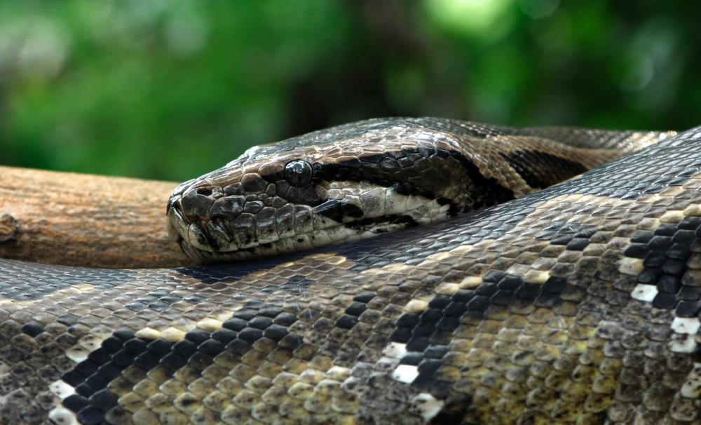 Pythons typically grow up to 25 feet.