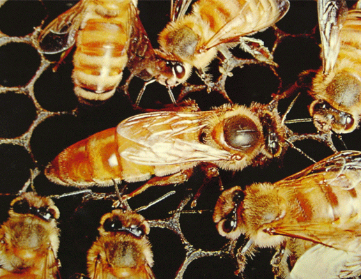 Colony collapse disorder has significantly reduced the number of honeybees worldwide.