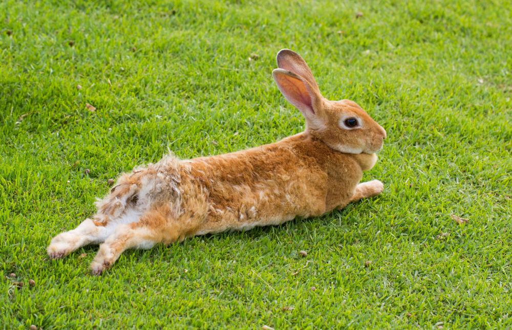 In Australia, rabbits have no natural predator.