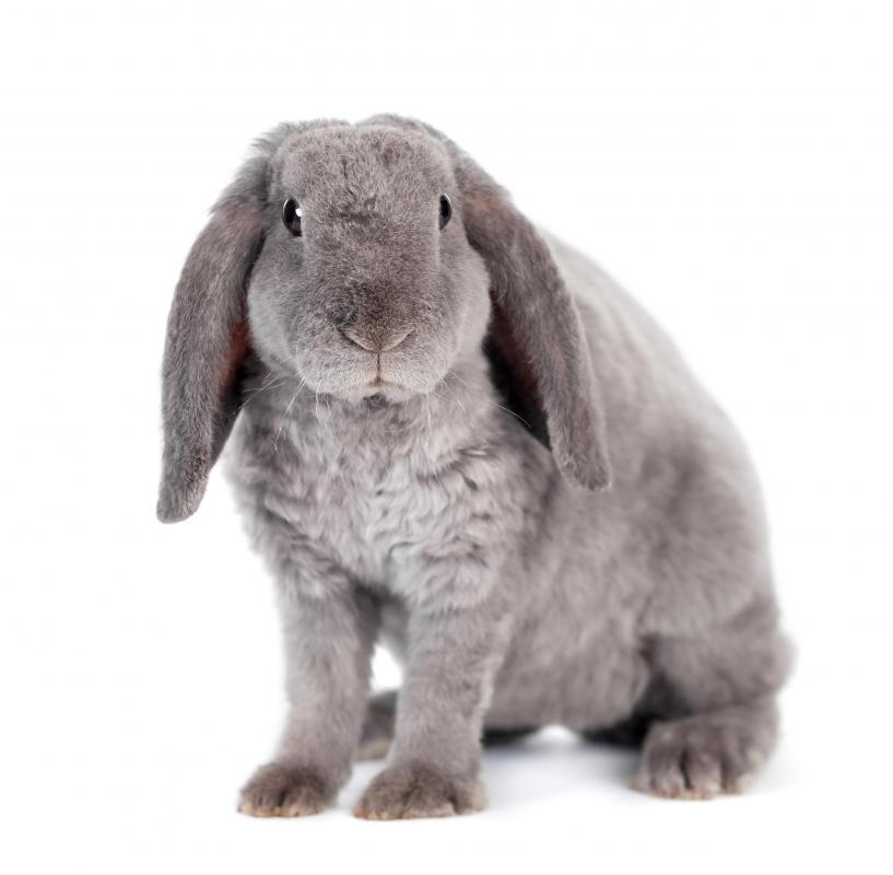 An ionic pet brush can be used on rabbits.