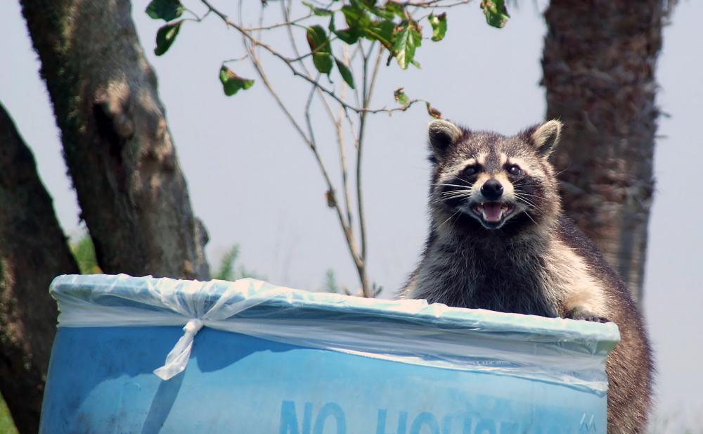 A raccoon on the edge of a trash can.