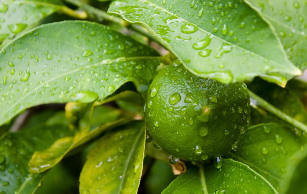 Acid rain can strip the waxy coating off of leaves.