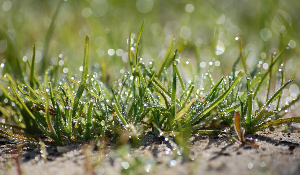 Water seeps into the ground during the infiltration process.
