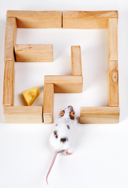 Studying a rat's brain activity while running through a maze was an important part of a study on animal dreams.