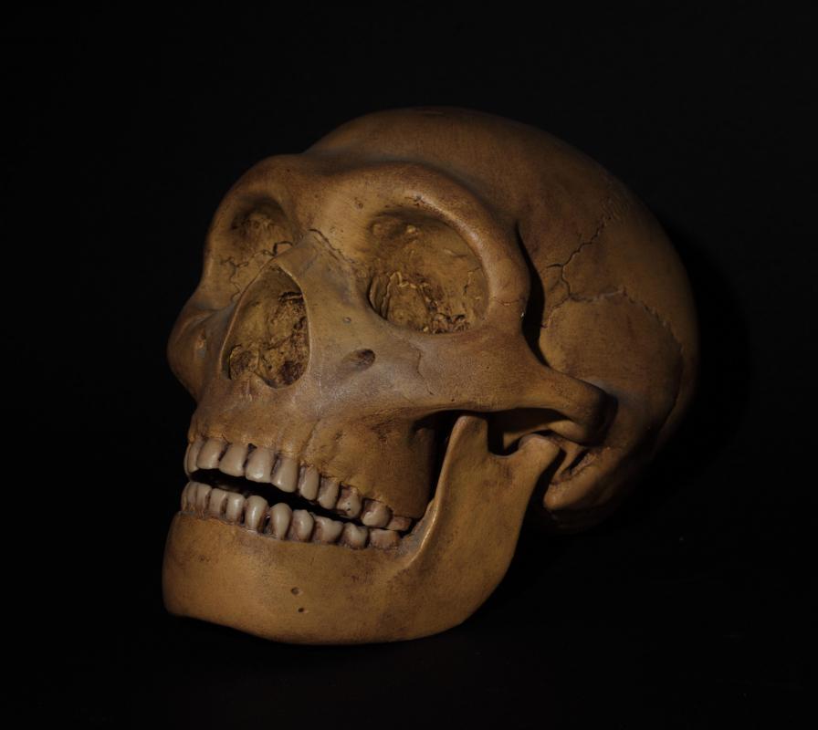 Extinct human species, including Homo erectus, fall under the family Hominidae and so are considered to be great apes.