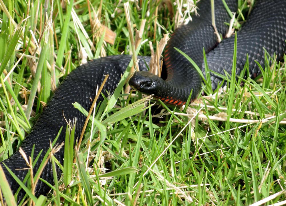 "Black snake" may refer to the red-bellied black snake that can be found in Australia.
