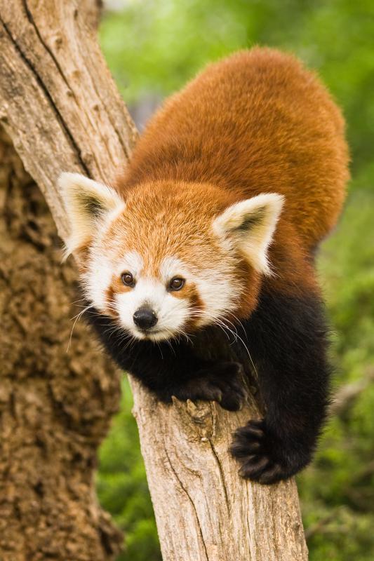 Red panda climbing on a tree.