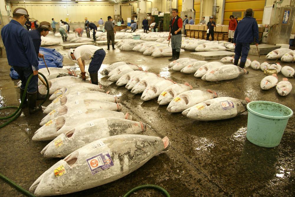 Yellowtail can be found at fish markets in Japan, such as Tsukiji in Tokyo.