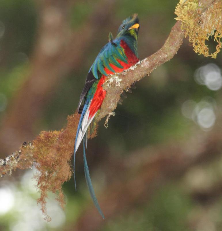 The tail feathers of the male resplendent quetzal can grow to 3 feet in length during mating season.