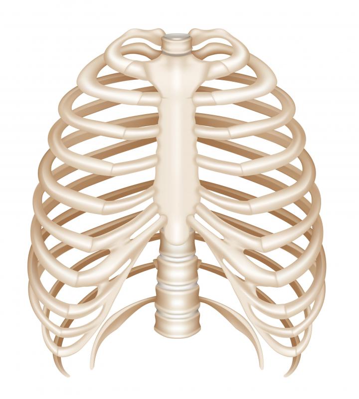 Mammals, like humans, have a rigid rib cage.
