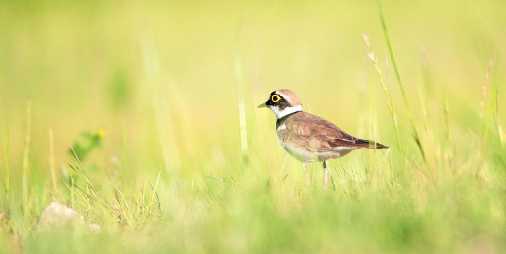 Field guides should have clear illustrations of local birds.