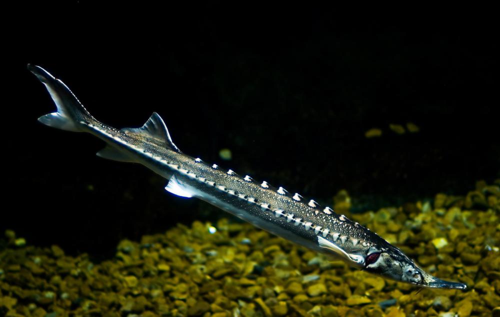 A river sturgon.