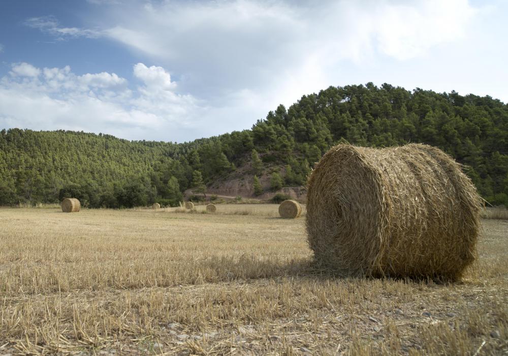 Clearing a portion of land is secondary succession, the forest will regrow if left to do so.