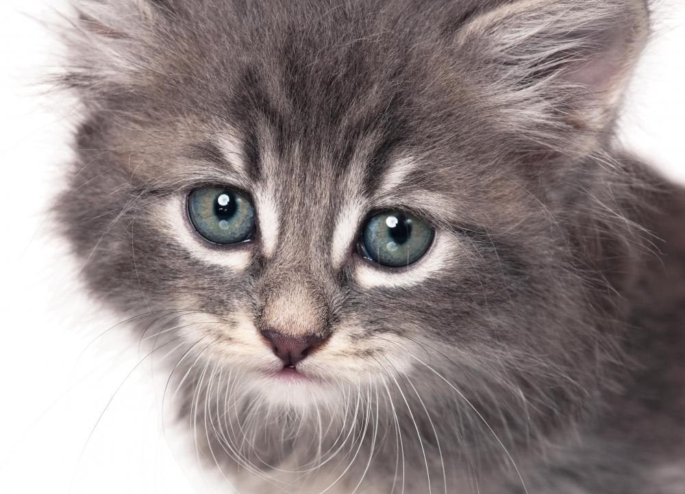 The bed's temperature should not be much more than your pet's body temperature.